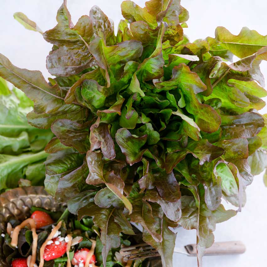 Closeup of Bronze Beauty Lettuce leaves with a bowl of salad on a white background.