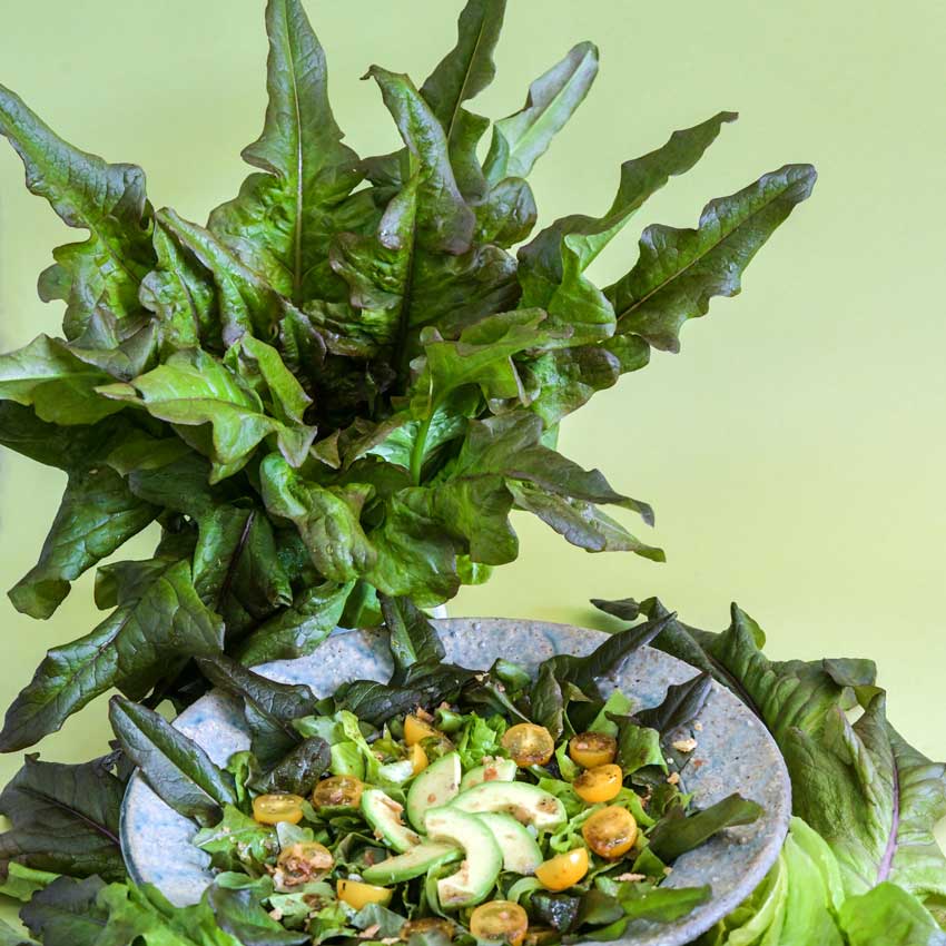 Bronze Beauty Lettuce leaves with a plate of salad on a light green background.