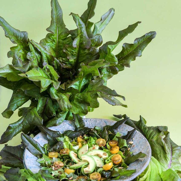 Bronze Beauty Lettuce leaves with a plate of salad on a light green background.