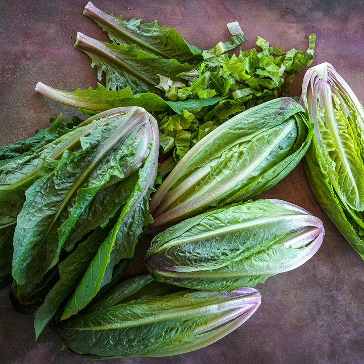 Four whole heads of Brown Goldring Lettuce with a sliced head and cut leaves on a brownish background.
