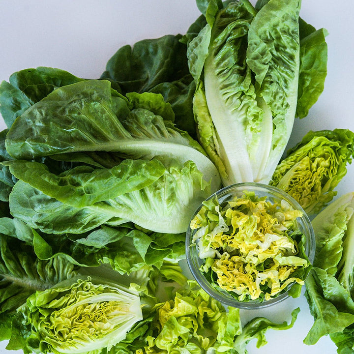 Buttercrunch Lettuce arranged around a bowl of shredded lettuce on a white background.