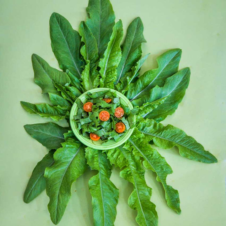 Chinese Narrow Leaf Lettuce surrounds a bowl of chopped leaves and tomatoes in a bowl.