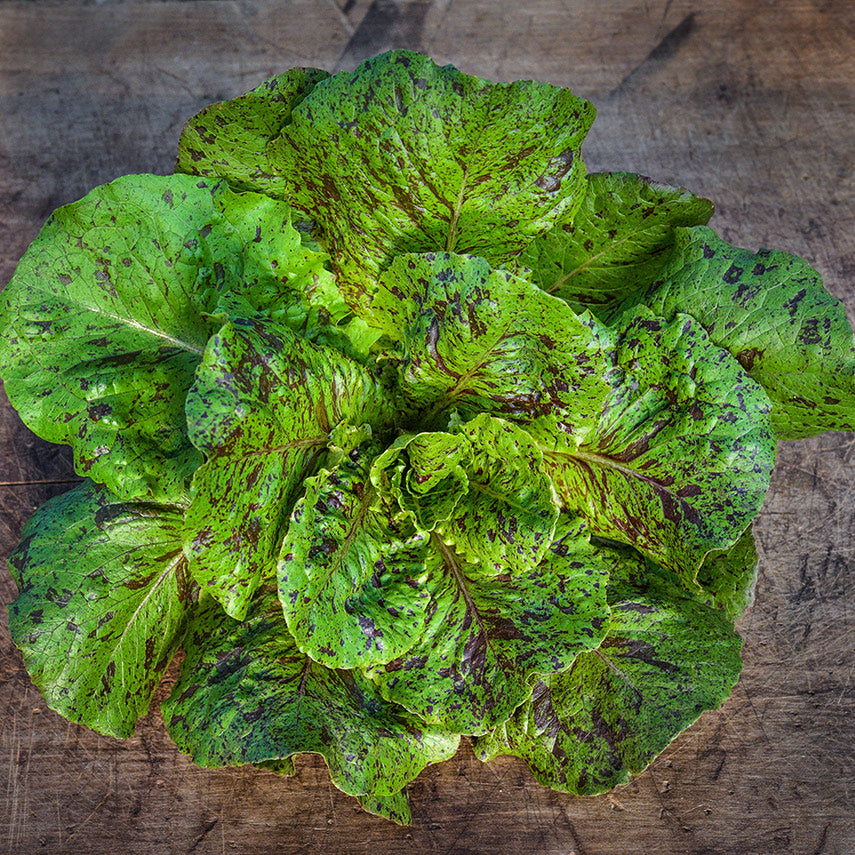 A freshly harvested De Russie Lettuce head on a wooden background.