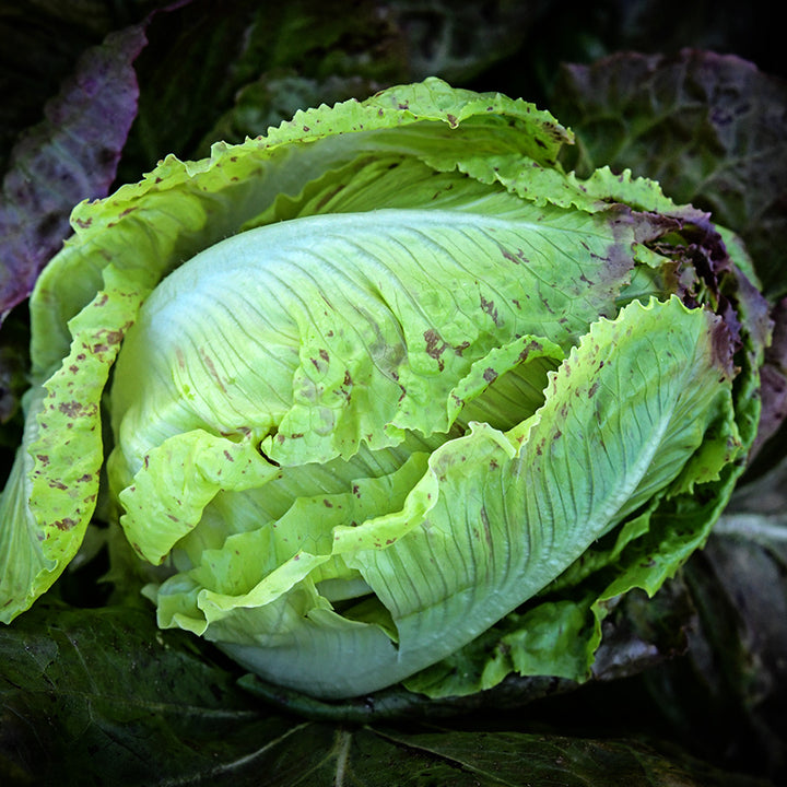 A De Russie Lettuce head with the outer leaves peeled away in the Baker Creek Trial Greenhouse.