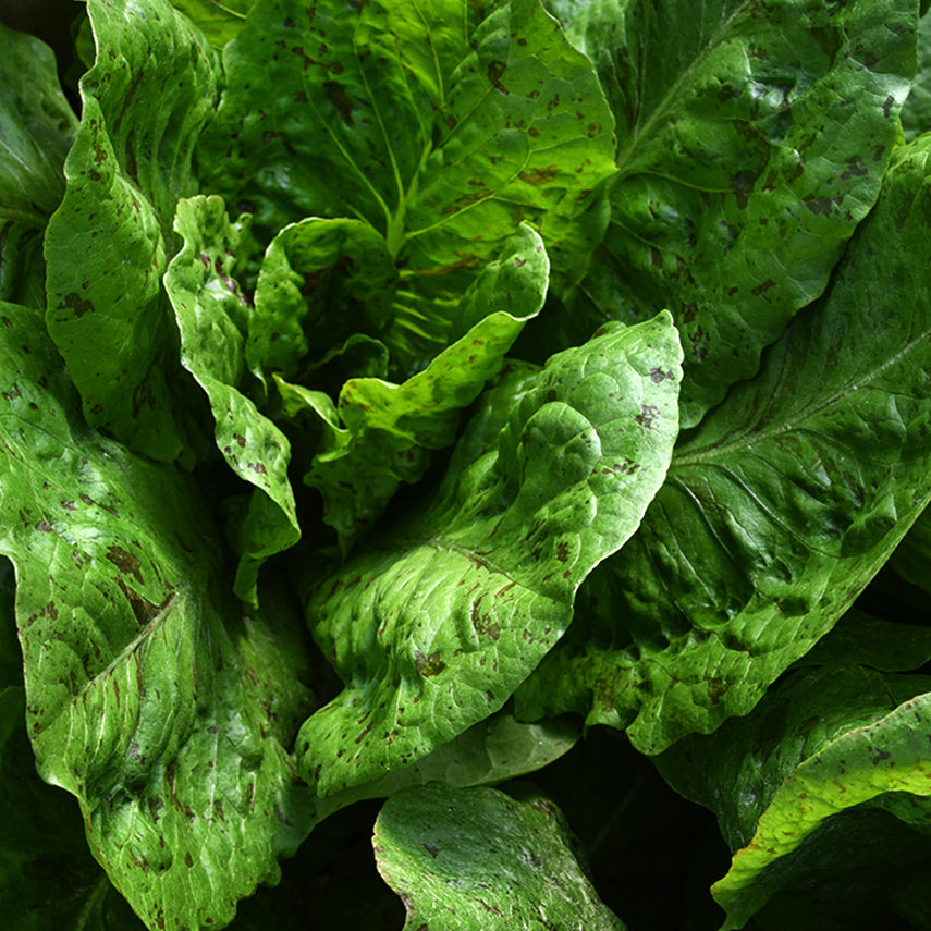 De Russie Lettuce growing in the greenhouse at the Baker Creek farm in Mansfield, Missouri.