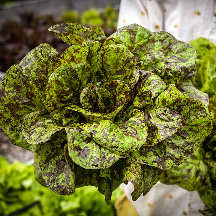 Gardener holding a freshly cut head of Flashy Butter Gem Lettuce in the trial garden at Baker Creek.