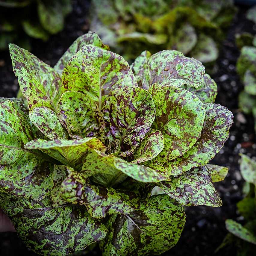 A head of Flashy Butter Gem Lettuce in the garden.