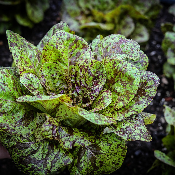 A head of Flashy Butter Gem Lettuce in the garden.