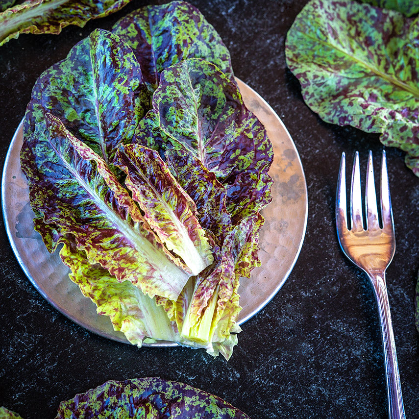 Flashy Butter Gem Lettuce leaves on a pewter plate with a fork on a dark background.