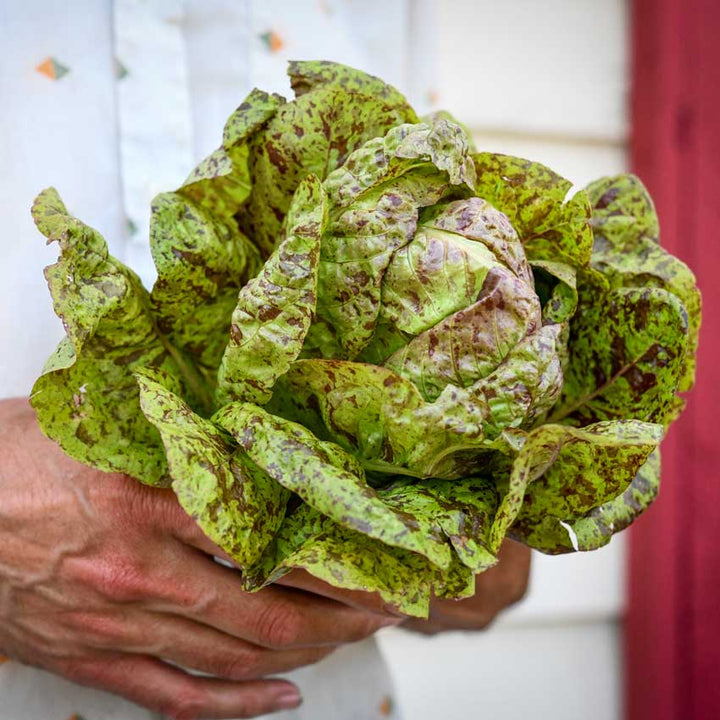 Forellenschluss Lettuce head held in the hand of a gardener.