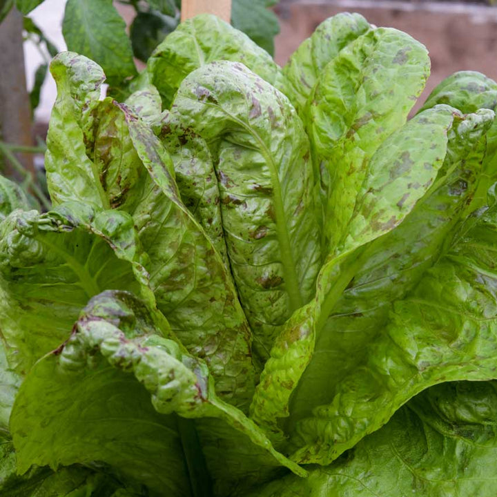 Forellenschluss Lettuce growing in the garden.