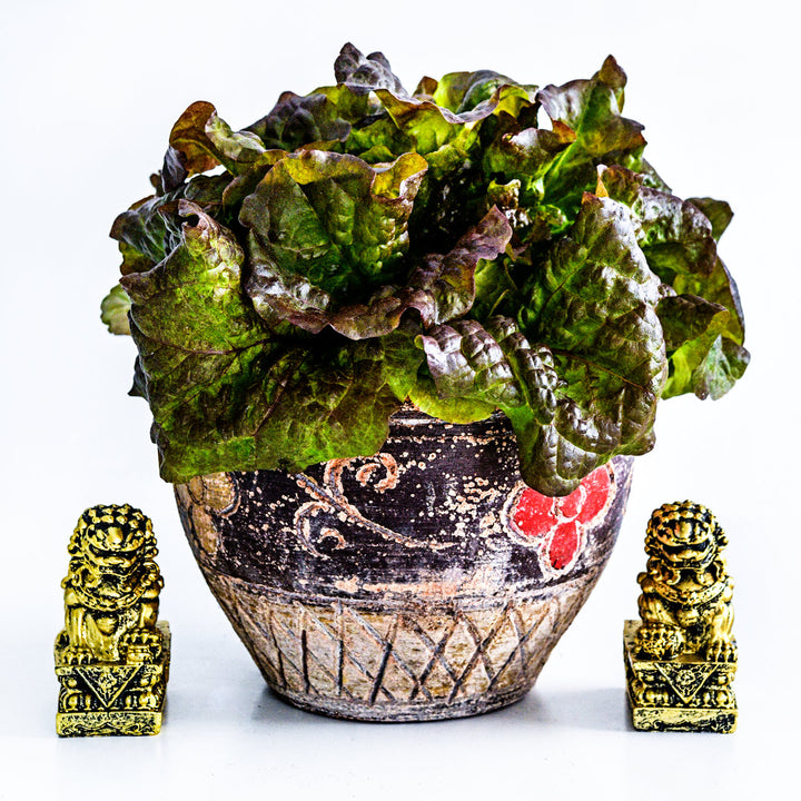 Hao Shan Red Lettuce in a colorful pot with golden Chinese dragons on either side on a white background.
