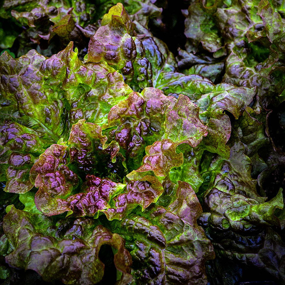 Hao Shan Red Lettuce growing in a greenhouse at Baker Creek in Mansfield, Missouri.