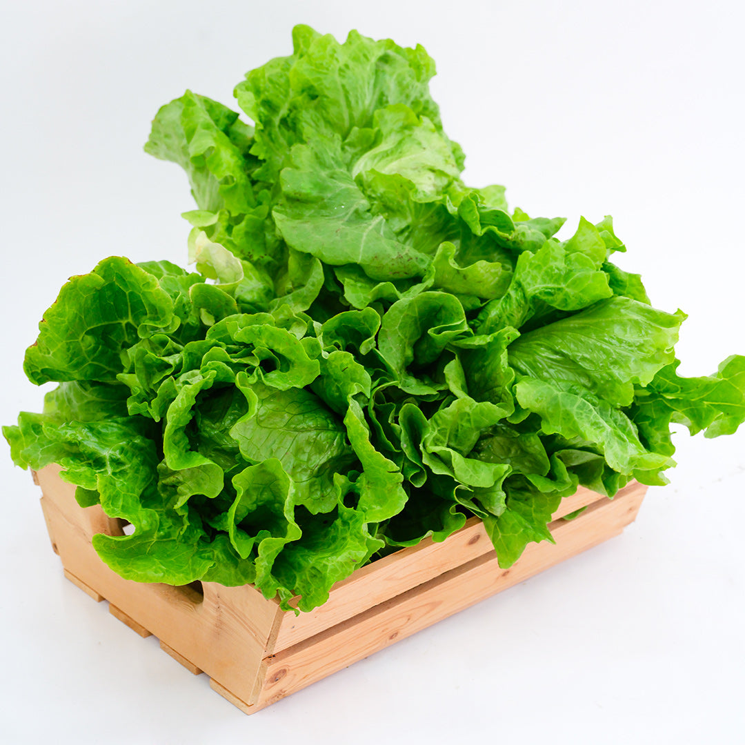 Several Hao Shan Lettuce heads in wooden basket on a white background.