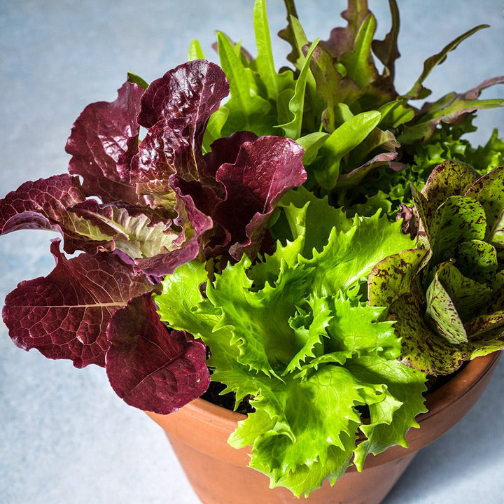 Heirloom Cutting Mix Lettuce growing in a terra cotta pot on a light blue background.