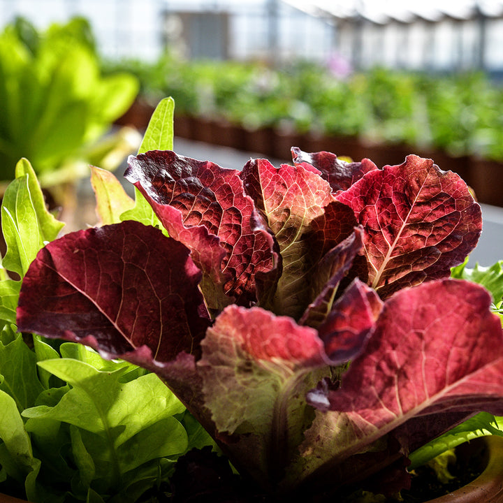 Backlit Heirloom Cutting Mix Lettuce growing in a pot in a greenhouse at Baker Creek.