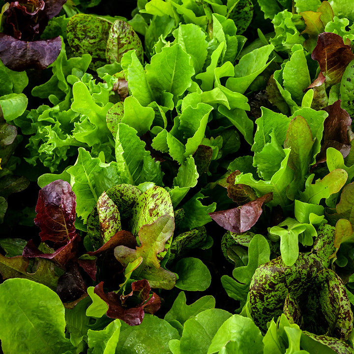 Young leaves of the Heirloom Cutting Mix Lettuce growing in a Baker Creek greenhouse in the ground.