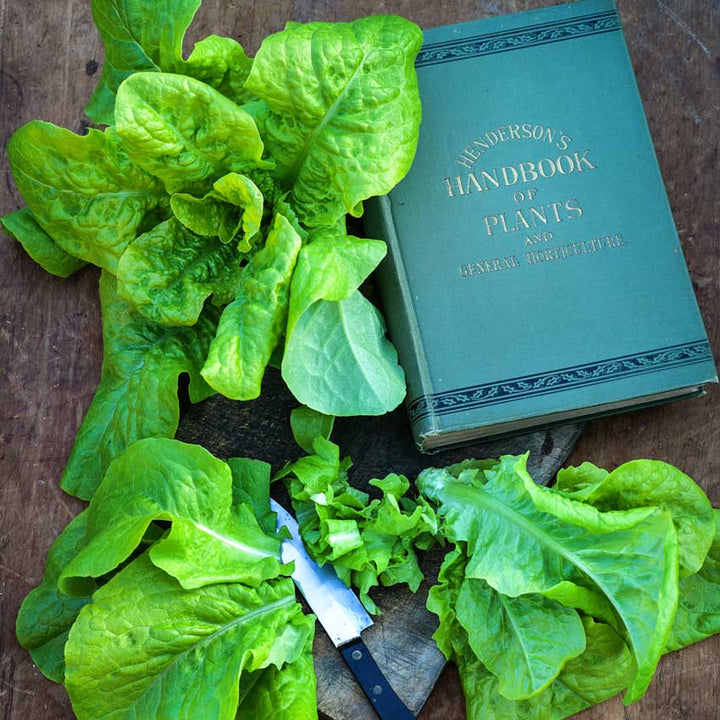 Some Henderson's Black Seeded Simpson Lettuce with a book and a knife on a wood board.