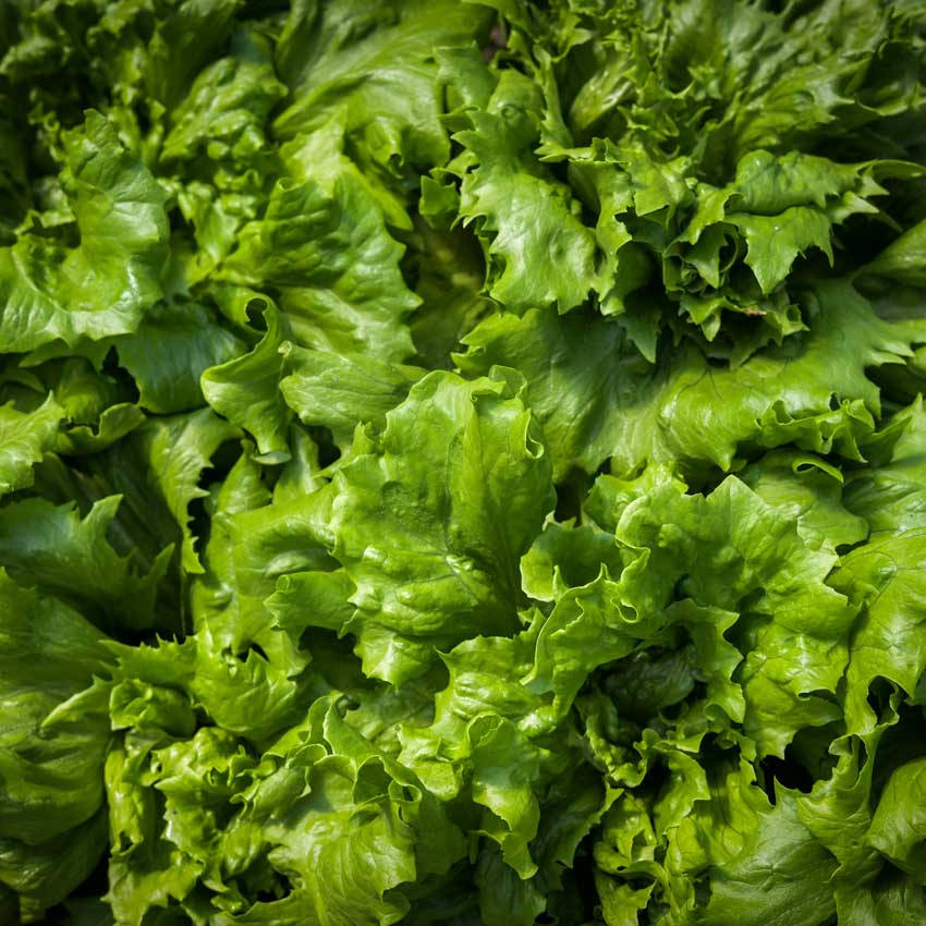 Close-up Ice Queen Lettuce