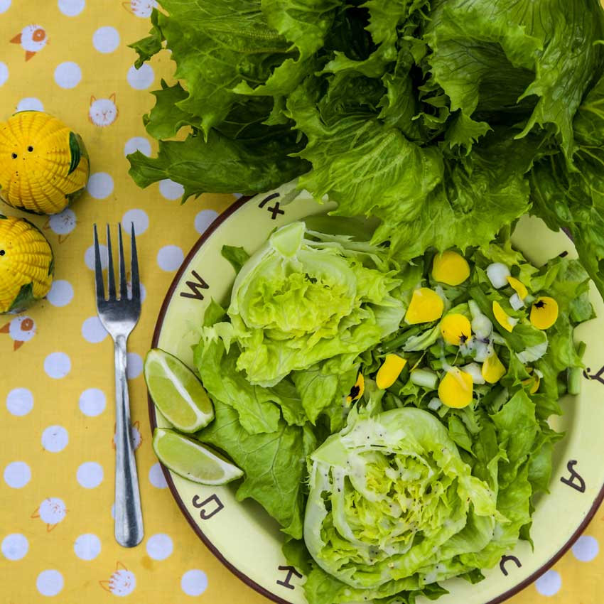 Ice Queen Lettuce salad greens on a plate with corn salt and pepper shakers on yellow with white polka dot background.
