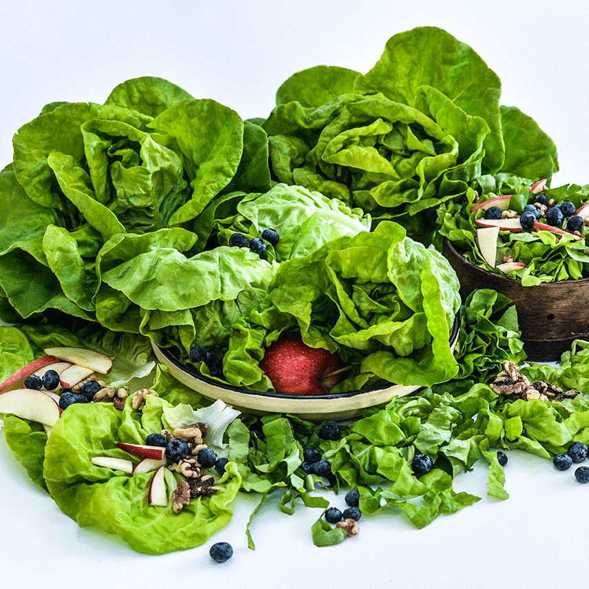 Landis Winter lettuce heads on a table with apple slices, blueberries and nuts sprinkled over the leaves.