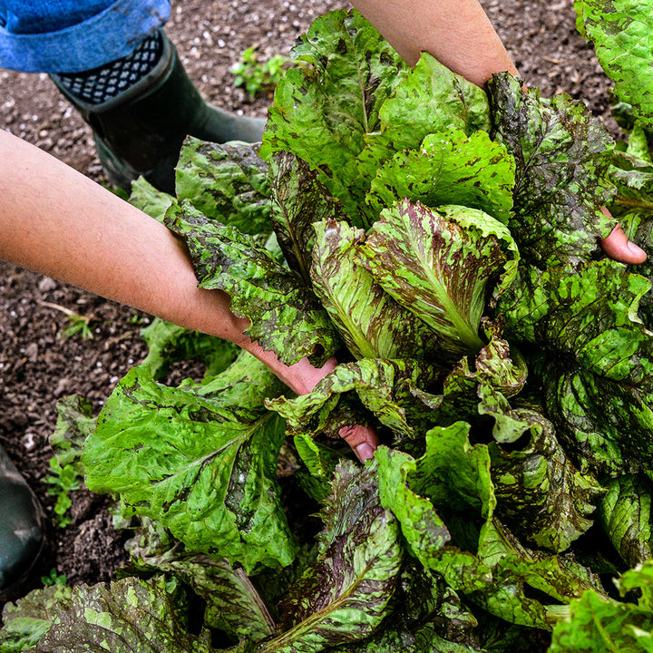 A gardener at Baker Creek harvests some Lava Lamp Red Romaine Lettuce in a greenhouse.