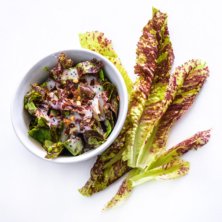Lava Lamp Red Romaine Lettuce in a salad bowl with red spotted leaves on a white background.