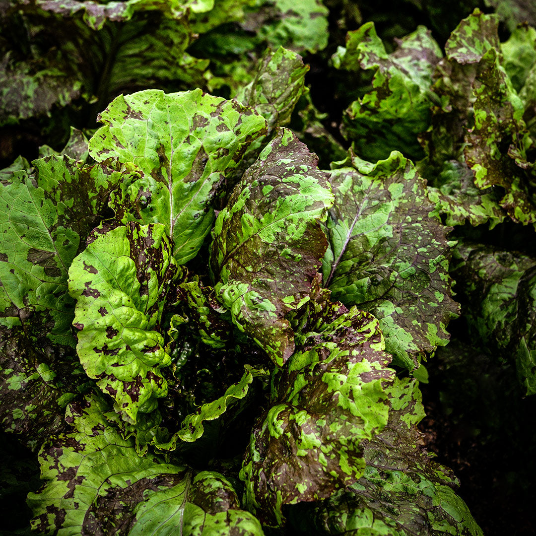 A close-up of Lava Lamp Red Romaine Lettuce growing in a greenhouse at Baker Creek.