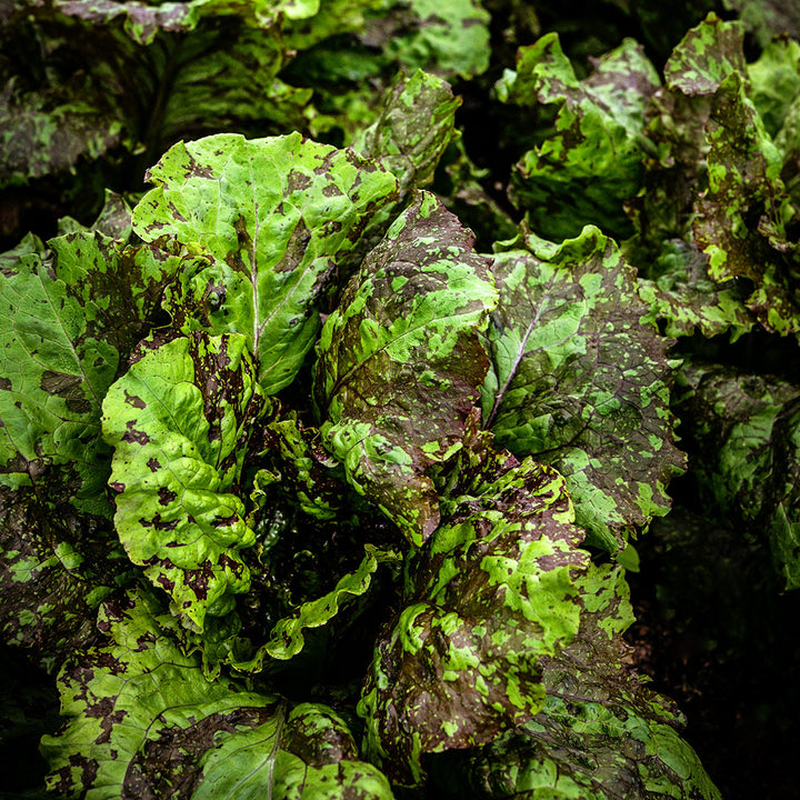 A close-up of Lava Lamp Red Romaine Lettuce growing in a greenhouse at Baker Creek.