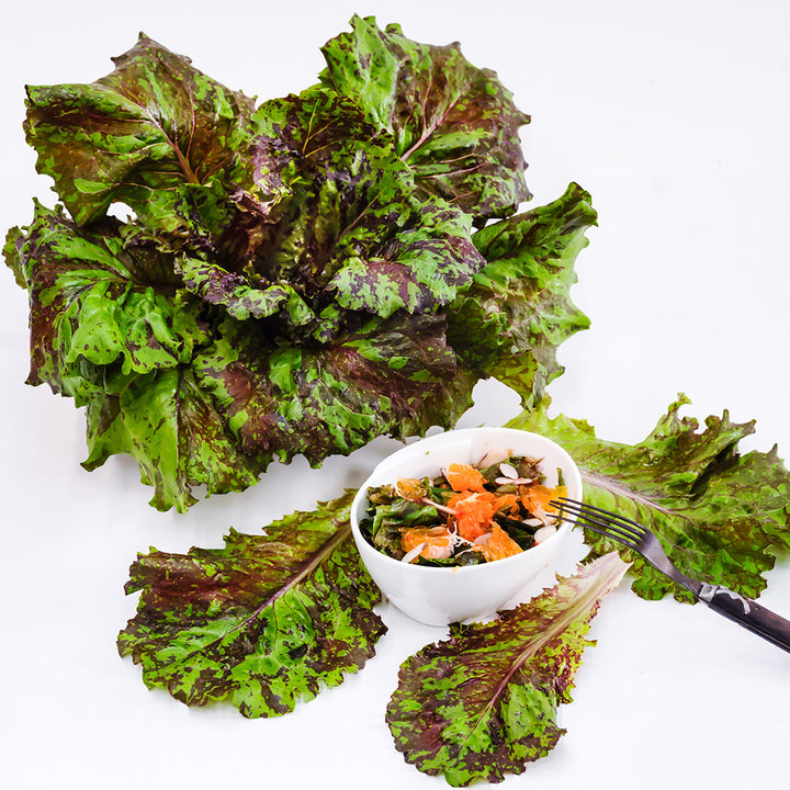 A head of Lava Lamp Red Romaine Lettuce with a salad and fork with leaves on a white background.