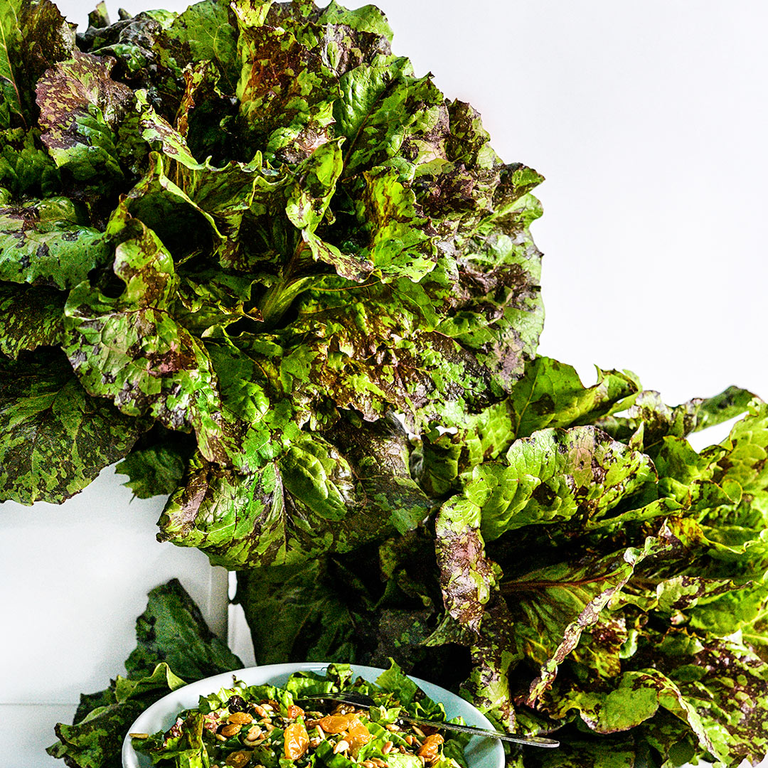 Lava Lamp Red Romaine Lettuce heads with a bowl of salad on white background.