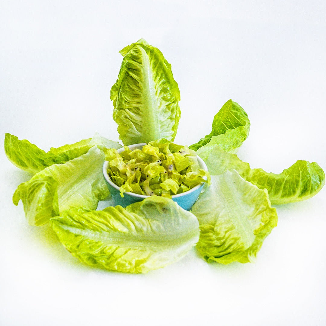 Little Gem Lettuce in small blue bowl with a miniature head on a white background.