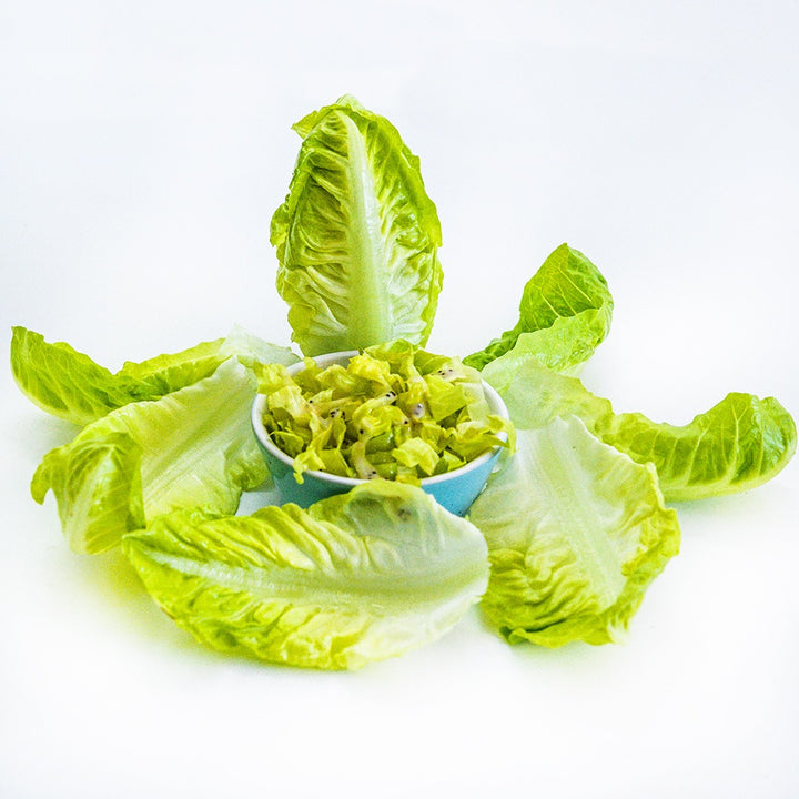 Little Gem Lettuce in small blue bowl with a miniature head on a white background.