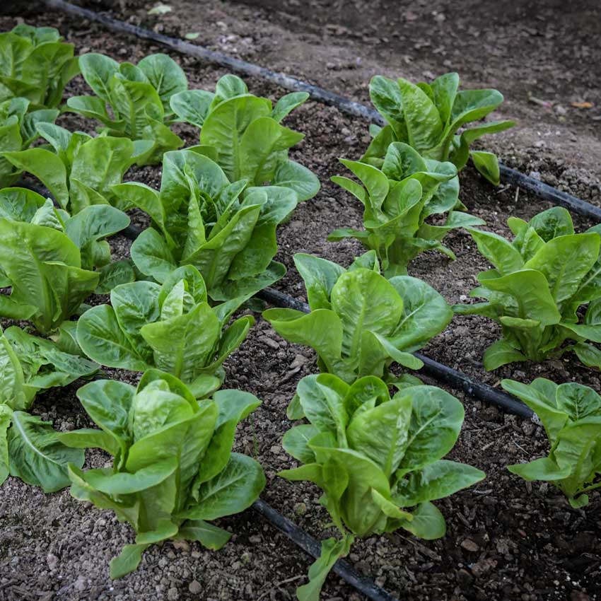 Five rows of Little Gem Lettuce growing in the garden.
