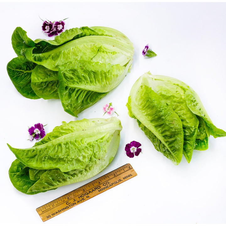A trio of Little Gem Lettuce heads with a ruler and phlox flowers on a white background.