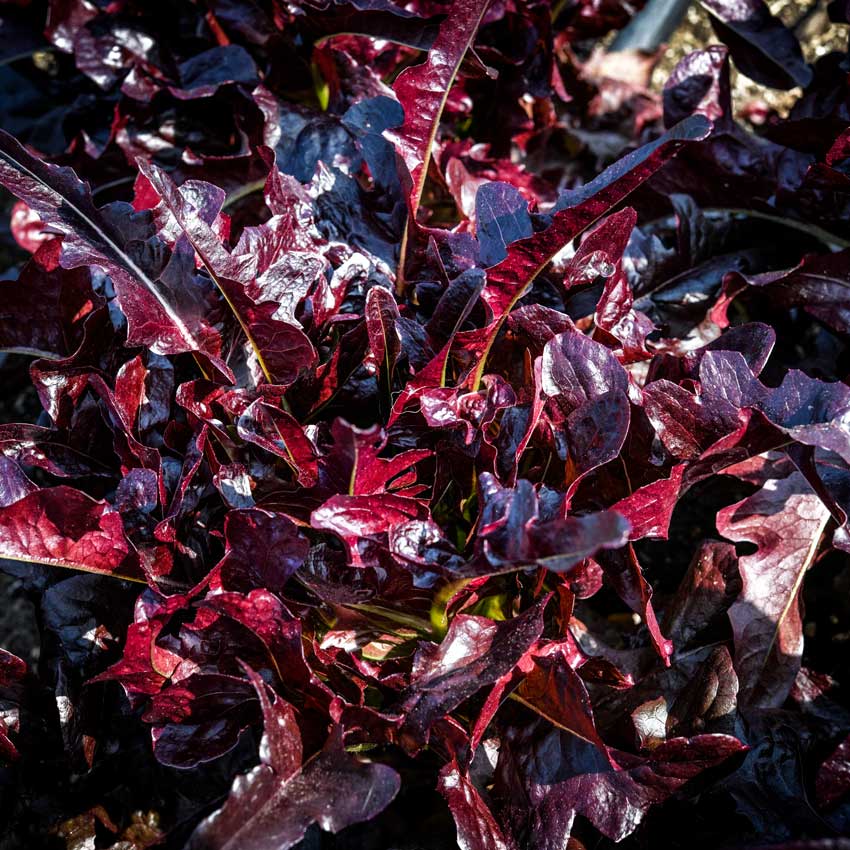 Closeup of Lunix Lettuce in the garden.