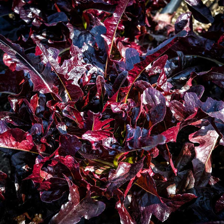 Closeup of Lunix Lettuce in the garden.