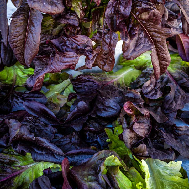 Lettuce Seeds, Lunix