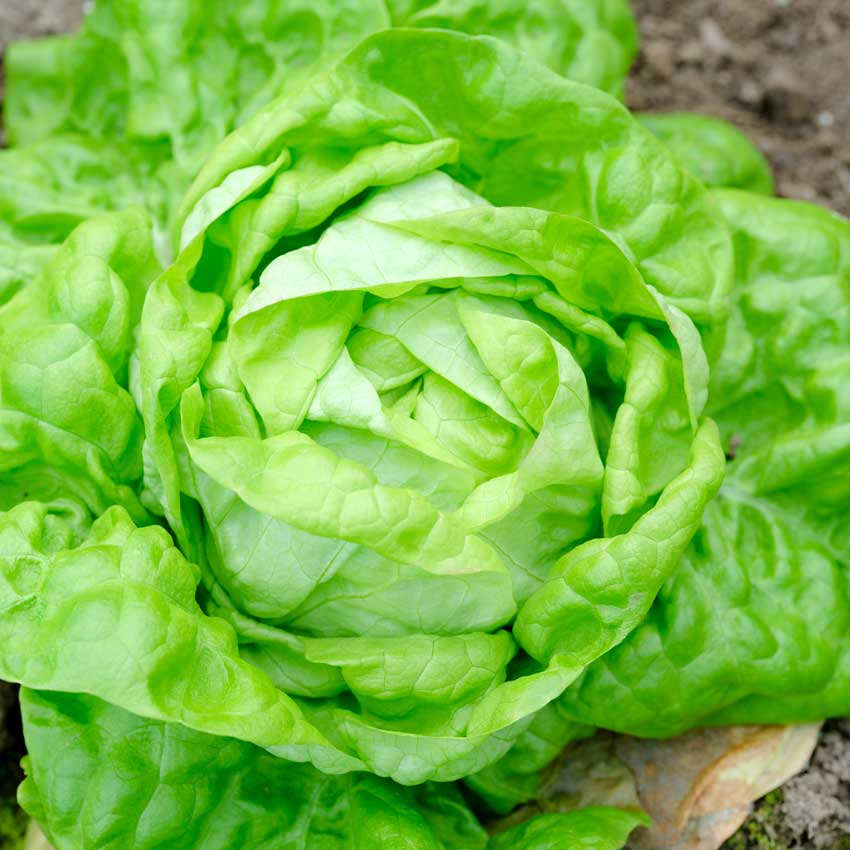 A head of May Queen Lettuce growing in the garden.