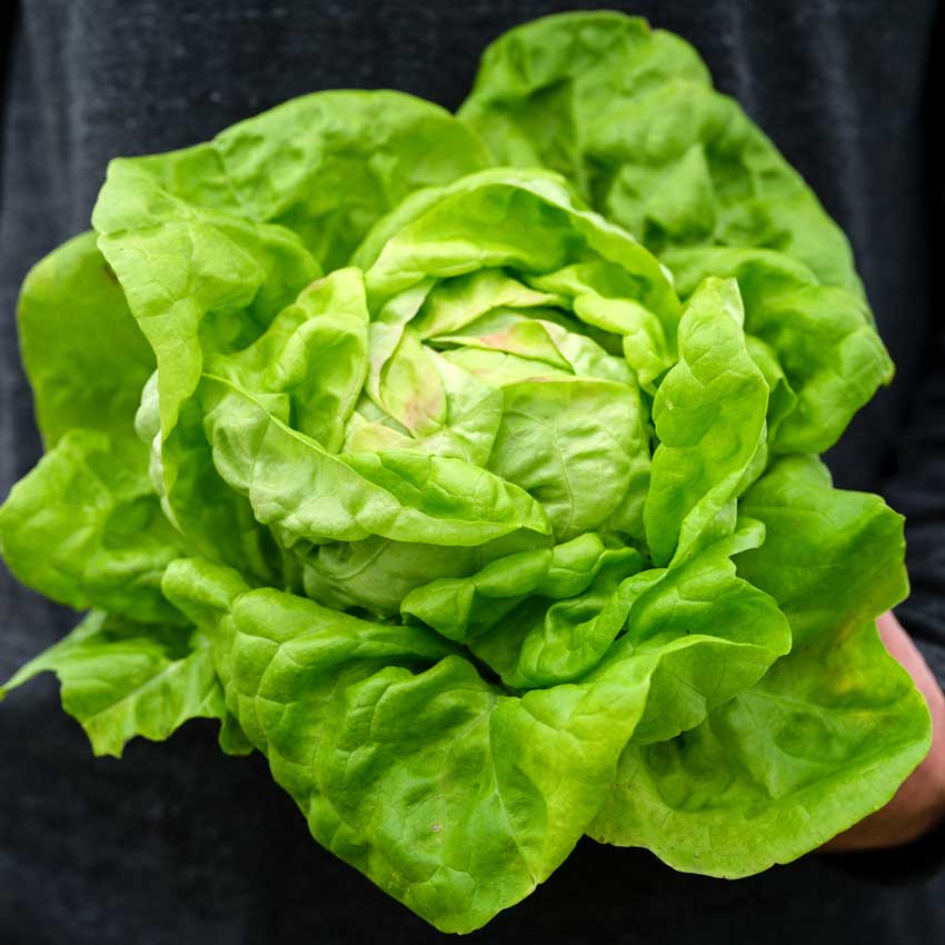 A head of May Queen Lettuce held by hand.