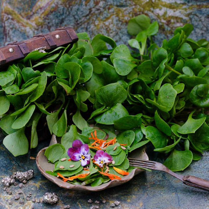 Miner's Lettuce plant with a plate of salad on a dark background.