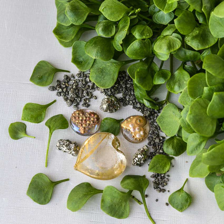 Miner's Lettuce leaves with a heart of gold on a white background.