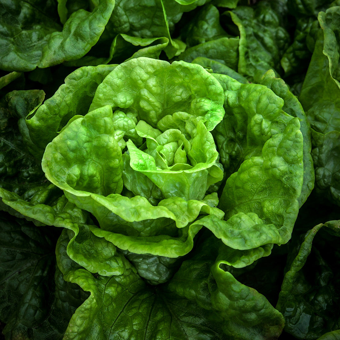 Manoa Lettuce growing in a greenhouse at Baker Creek in Mansfield, Missouri.