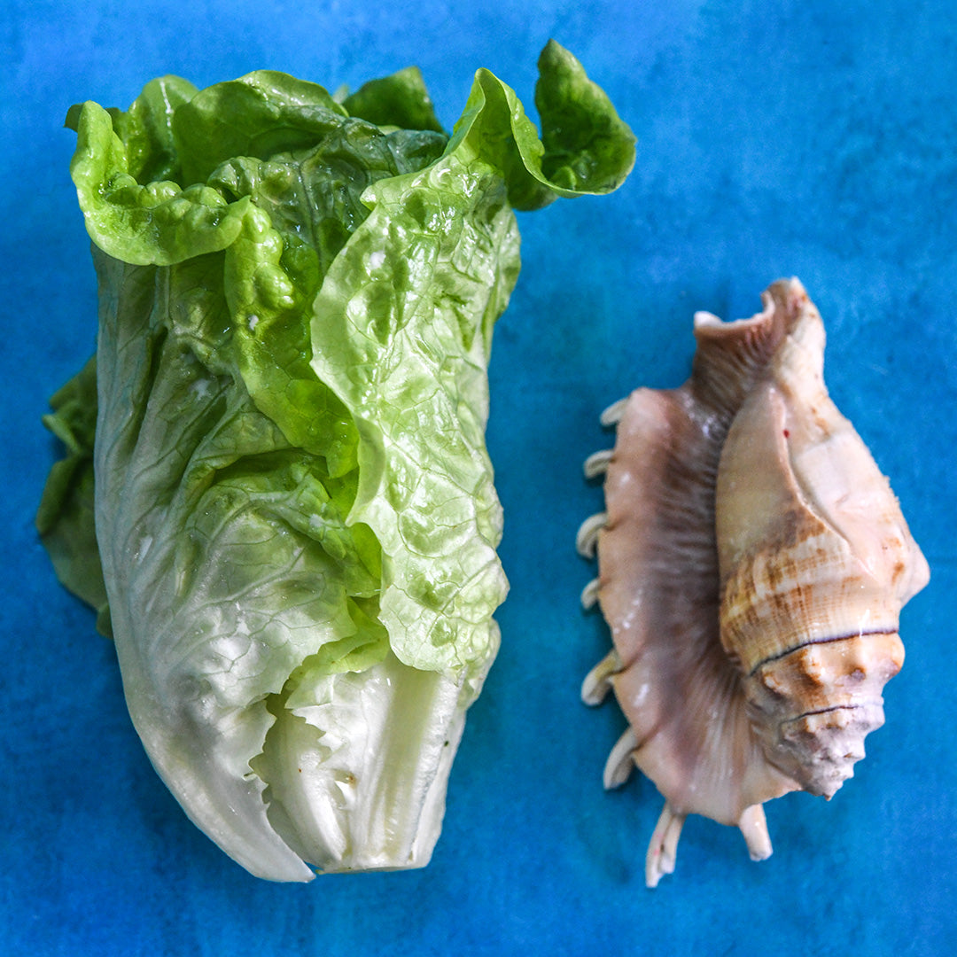 A head of Manoa Lettuce with a conch shell on an ocean blue background.