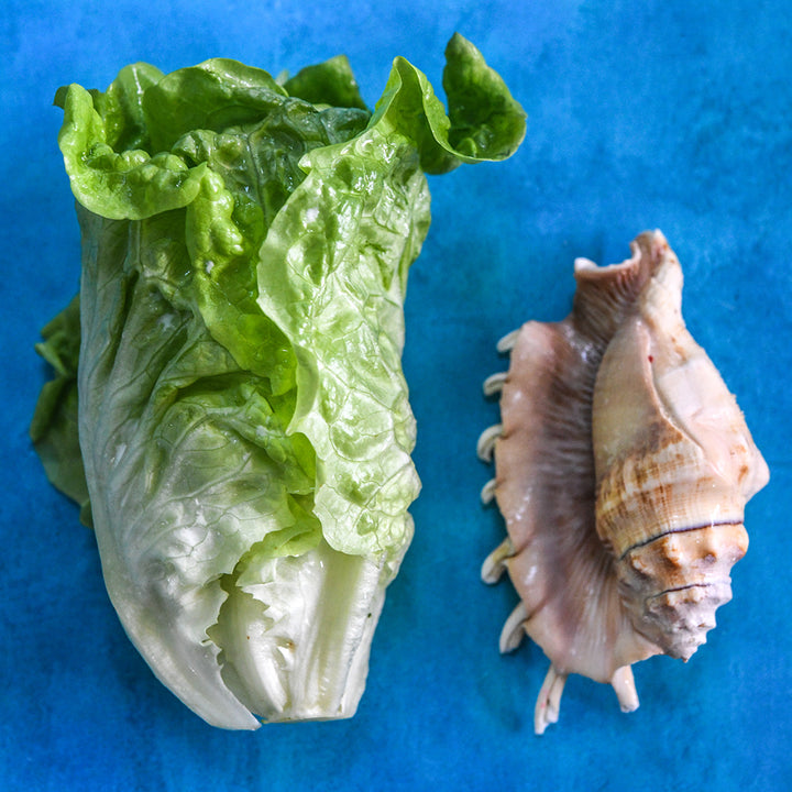 A head of Manoa Lettuce with a conch shell on an ocean blue background.