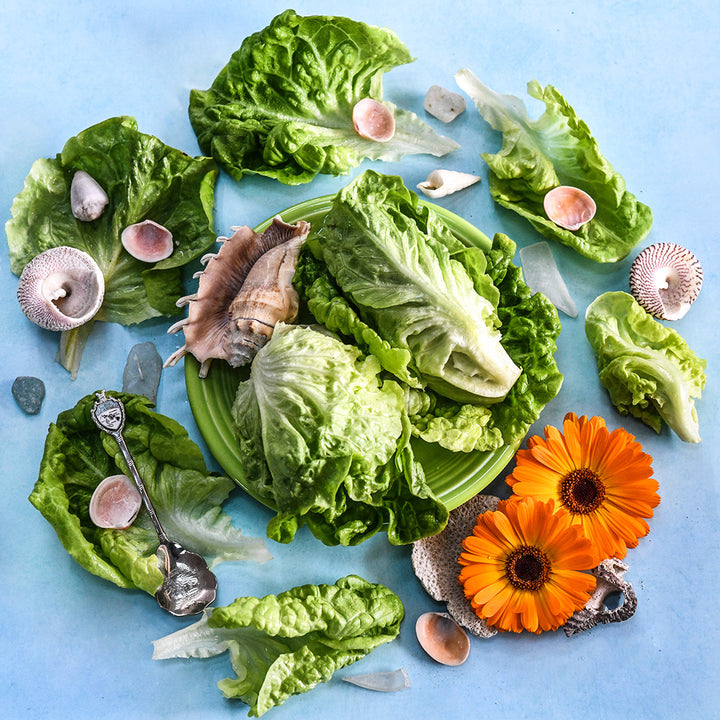 An overhead view of Manoa Lettuce with seashells and Hawaiian decor on a light blue background.