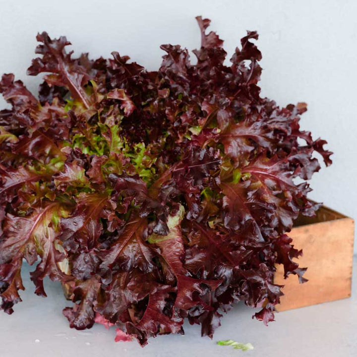 Closeup of Outredgeous Lettuce head in a wooden box on a white background.