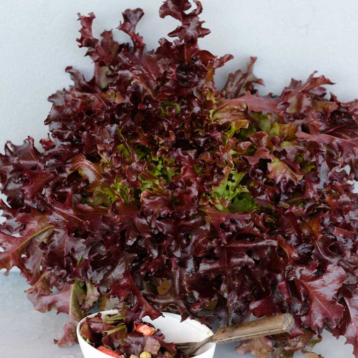 Closeup of Outredgeous Lettuce head on a white background.