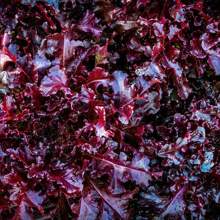 Closeup of Outredgeous Lettuce head.
