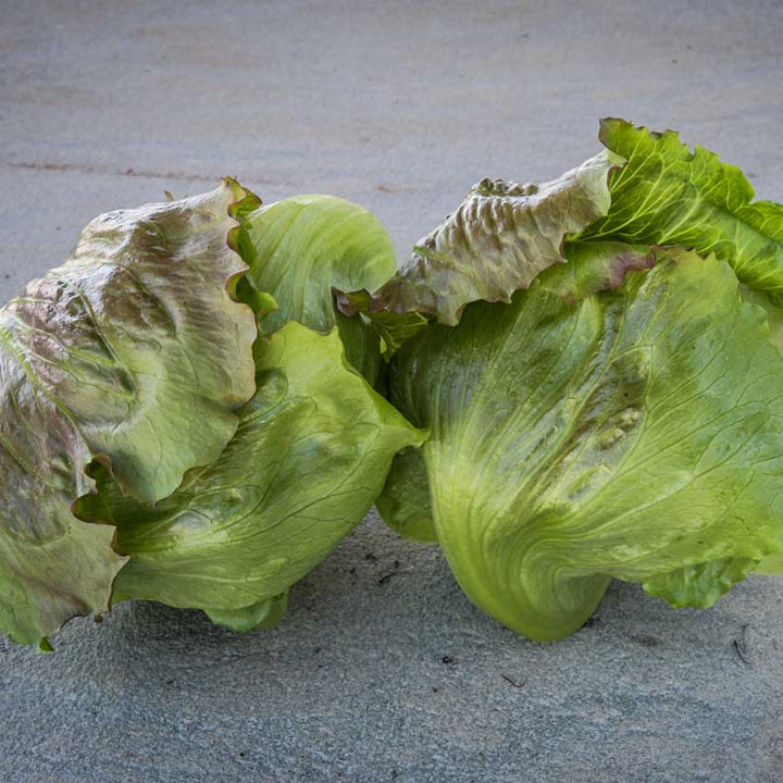 Two heads of Pablo Lettuce on a stone countertop.